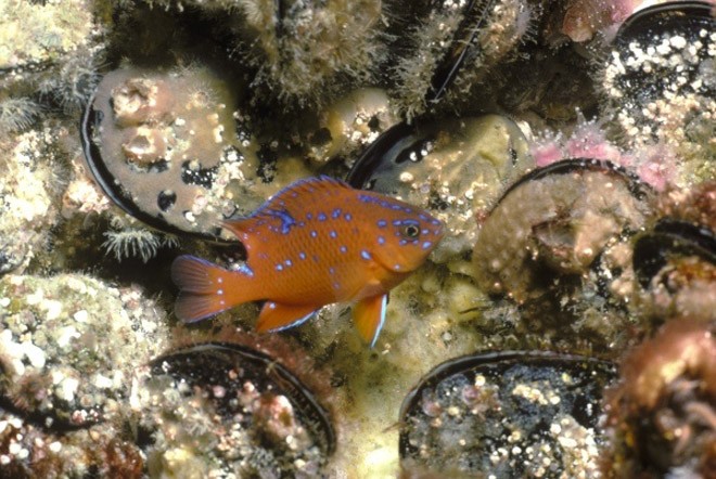 Many disused platforms in the GoM are home to Garibaldi fish © Bob Wohlers / Lovelab